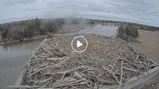 Osprey Cam - Lamoine, ME