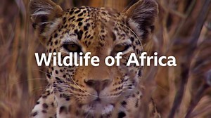 Wildlife Of Africa - BBC With Sir David Attenborough - Must See