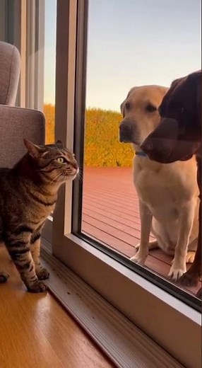 😠 Tough Cat Hisses at Dogs, Then Instantly Plays it Cool When Door Opens! 😹 #funnycat #catvsdog