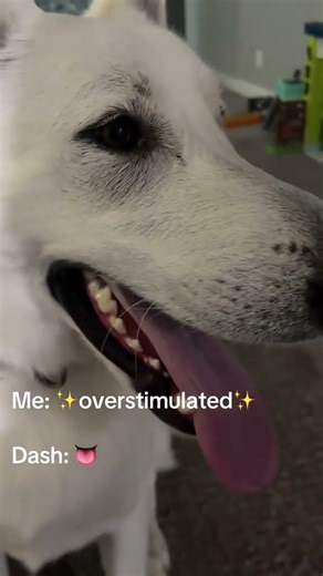 Never fails that my German shepherd does this