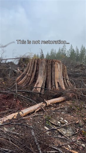 I’ve been planting trees for 10 years. I’ve seen a lot of land. A lot of trees being planted. I’ve seen cut blocks where trees have been completely cut down for kilometers. I’ve planted my fair share in this industry. I’ve planted close to 2 million trees. For a long time I did this work without fully realizing the impact we were having and the impact we could have if it was done differently. That is why I launched Antomos. A program where tree planting projects are powerful and meaningful and c