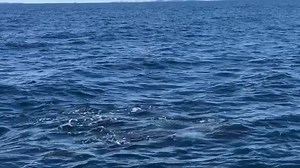 Our Sunday afternoon safari encountered a pod of orca! We were able to identify family members TJ, Rua and Yin from their markings. | Auckland Whale & Dolphin Safari