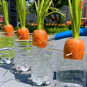 31K views · 155 reactions | Unlock the potential of your garden with carrot growing hacks. | Family World | Facebook