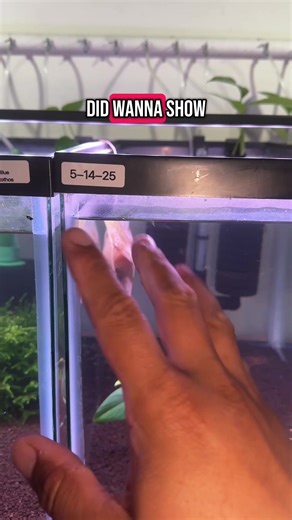 How to Properly Cycle Your Aquarium Tanks