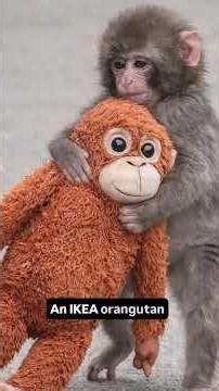 Punch The Monkey (Animal Song for Kids) about Punch from the Ichikawa Zoo