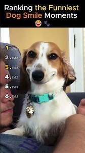 Ranking the Funniest Dog Smile Moments 😊🐾