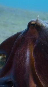 Beautiful octopus. #diving #sealife #fblifestyle #octopus | Lyda