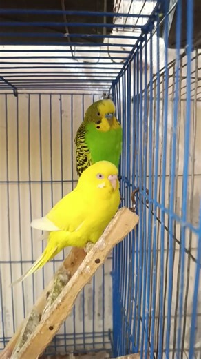 Beautiful Budgies 🥰😍 singing Budgies birds sounds 😘 #shorts #budgies