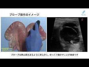 超音波画像診断装置を用いたウシ胎子の雌雄判別方法