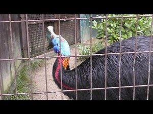 パプアヒクイドリ,とべ動物園,愛媛県,Northern Cassowary,Tobe Zoological Park,Ehime,Japan