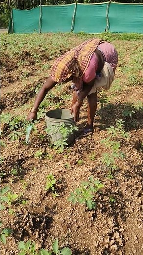 How Rooting Medicine Could Revolutionize Tomato Farming