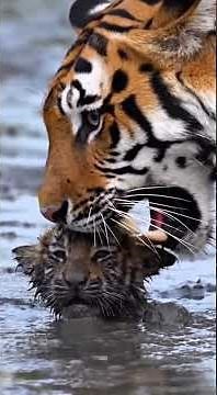 🔥 The King's Anger! Tiger Mom Fights Quicksand to Save Cub