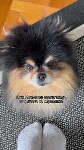 33K views · 1.8K reactions | Little girl with a big personality ‍♀️ #pomeranian #cute #fluffydog #fluffy #cutedog | Mocha Pom | Facebook