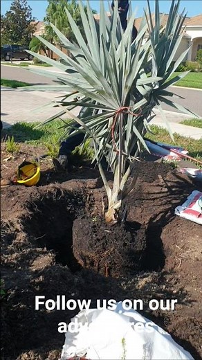 remove a stump and replace it with a Bismark palm