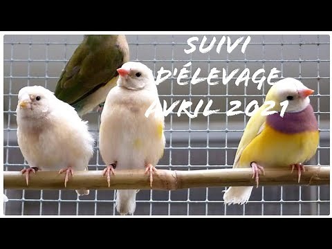 SUIVI D'ÉLEVAGE OISEAUX EXOTIQUES- Avril 2021