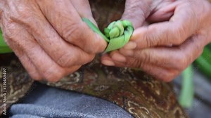 Old asian woman folding pandanus amaryllifolius leaves into a flower shape patterns