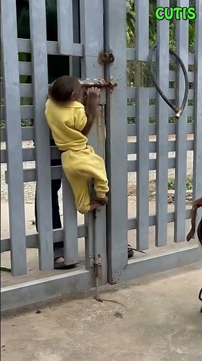 CUTIS was excited to meet Mom #cutis #shortvideo #monkey