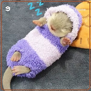 14K views · 475 reactions | Handmade fluffy sock pajamas for baby otter. By 이웃집수달 Otter's Home | 9GAG Cute | Facebook