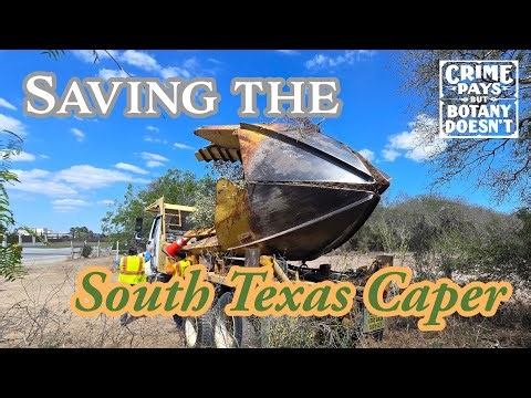 Saving A Rare Texas Tree from Development