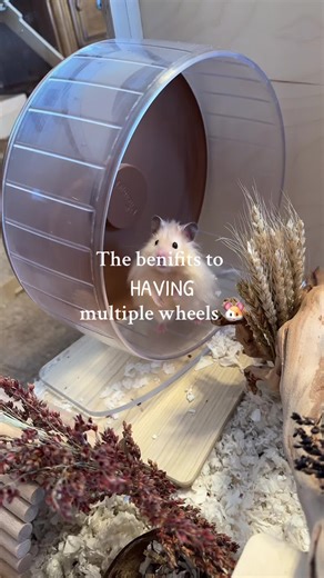 Benefits of Using Multiple Wheels for Hamsters