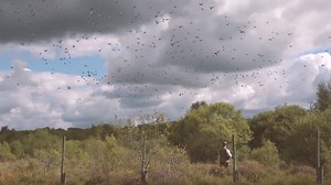 Cefngwyn Hall, Cardiganshire - Availability on GunsOnPegs