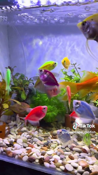 murah woi #aquarium #aquascapeindonesia #tanamanaquarium #tanamanair #cabombagreen #cabomba