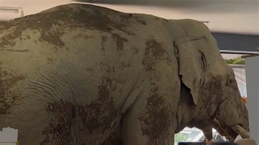 An elephant on the hunt for a snack ended up getting stuck in the process. See where and how much damage the massive mammal caused. | USA TODAY
