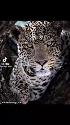 Kayise (@kayise438)’s videos with original sound - Tsepo09