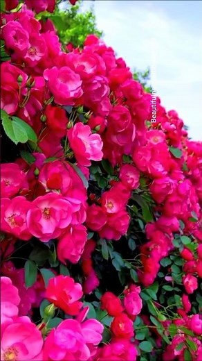 “Spring Rose Garden Tour 🌸 | Most Beautiful Flowers 4K”