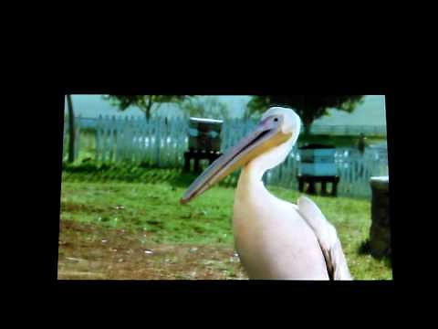 Racing Stripes goose scene 1