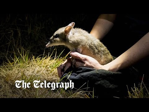 Australia brings back Eastern Barred Bandicoot from brink of extinction