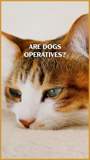 What If Dogs Are Operatives Too