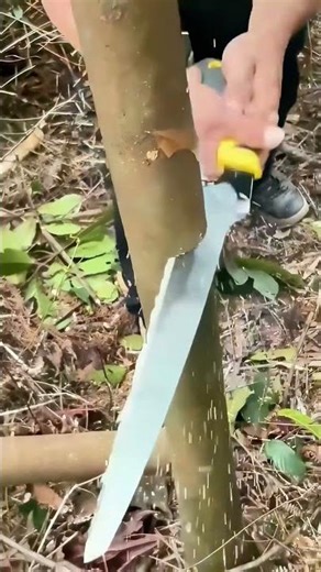 Live Bamboo Cutting, Watch the Sawing Moment