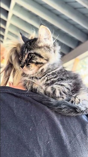 What is Moon Cat ?( Maine Coon and elf Sphynx mix ) ￼