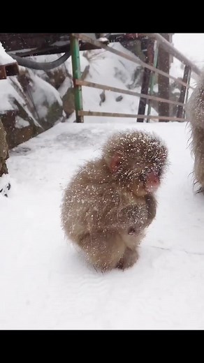 Cold Monkey Encounters in Winter Wonderland