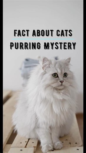 FUN FACT ABOUT CATS.. you should know..#shorts #viralshort #viral