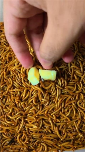 10K Mealworms vs Cheddar Cheese – Hours Challenge ⏱️