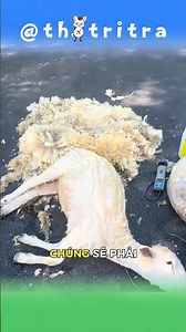Why do they shear lambs? 🐑