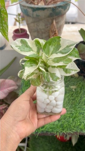 Grow N’Joy Pothos Plant Cuttings In Water🪴|#homegardening #youtubeshorts