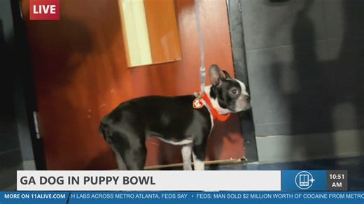 Metro Atlanta dog to represent the Peach state in the Puppy Bowl