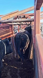 Helping our cows be the best they can be. Performing some parasite control so they don't itch. #bug #parasites #cow #ranching #ranchlife #farming #healthandwellness #animallover #animal #animalsofinstagram #cows | 1HandnFarming