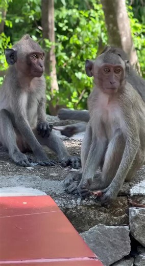 #Monkey#baby#cute#lovely#mom#...