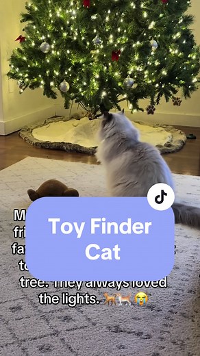 Heartwarming Cat and Dog Friendship During Christmas