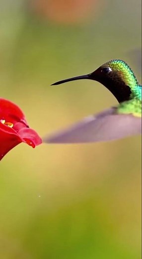 The Hummingbird | Gentle Wing Sounds & Garden Ambience for Relaxation