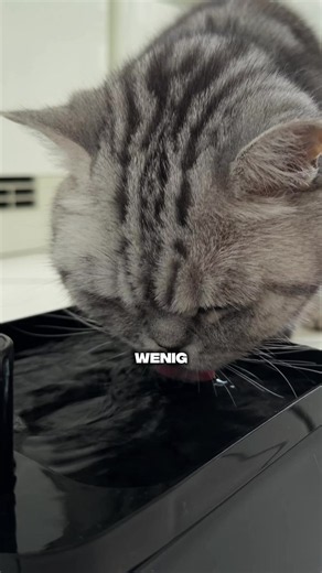 Endlich trinkt meine Katze genug! 🐈‍⬛✨ Der kabellose Brunnen mit Bewegungssensor ist für mich der absolute Gamechanger. Kein lästiges Kabel mehr, flüsterleise und der Akku hält locker 7 Tage durch. #katzenzubehör #katzenliebe #catlife #katzenbrunnen #haustierhacks