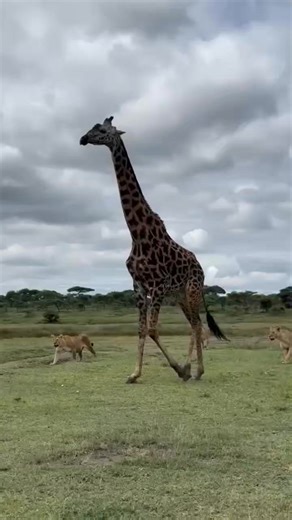 Think twice before challenging a giraffe 🦁🦒. While lions are apex predators, hunting a giraffe is one of the riskiest moves they can make. Giraffes may look calm and gentle, but when threatened, they can deliver lightning-fast, bone-crushing kicks with their long legs — strong enough to kill a lion with a single blow. One well-placed kick can mean life or death. That’s why lions usually go for old, young, or sick giraffes — and even then, it’s a gamble. Nature’s balance is built on strength, s