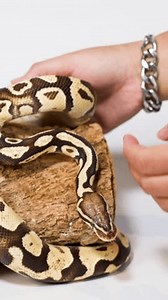 Close-up Calm Ball Python Being Carefully Stock Footage Video (100% Royalty-free) 3965596381 | Shutterstock
