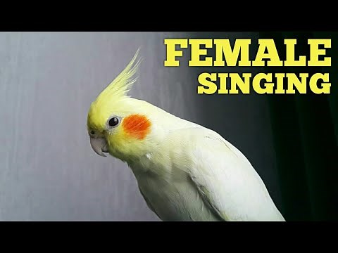 Female Cockatiel SINGING To Complain 🌹 Female Cockatiel Noises