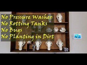 How to European Mount Bear Skulls