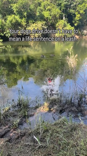 If you’ve ever had your dog bugger off after something and not come back and now think they’re now doomed to life on a leash because you can’t possibly avoid every bird or thing in the world - take this as your sign that it doesn’t have to be that way. With the right training & tools, we CAN get dogs out having their needs met for genetically fulfilling exercise - while still being safe and under control. This is the progress achieved from 5 weeks coaching (3 1-1 sessions), and committed owners 